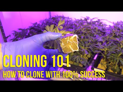 How to clone with 100% success