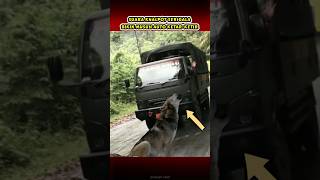 Download lagu SUARA SERlGALA TRUK TNI BIKIN MERINDING #shorttni #abdinegara #tniad #siap55 mp3 Download lagu SUARA SERlGALA TRUK TNI BIKIN MERINDING #shorttni #abdinegara #tniad #siap55 mp3