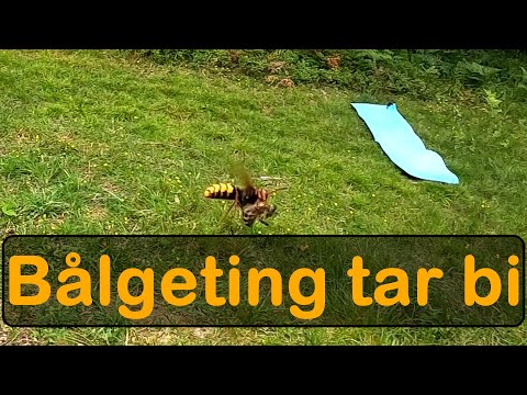 Bålgeting (som tar ett bi)