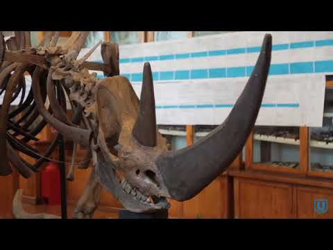 Палеонтологический музей имени В А Хахлова