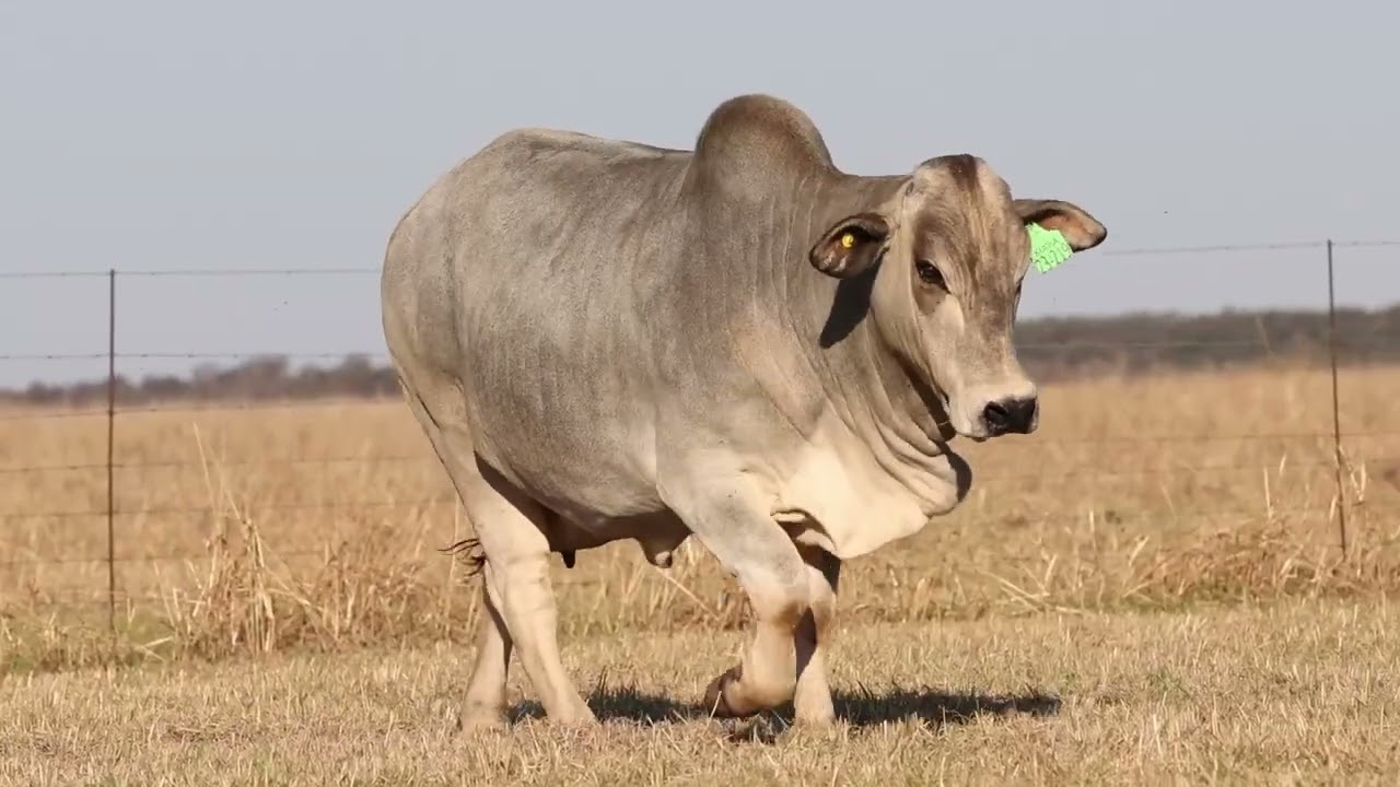 Lot 7 | HOT23-219 | Kiara | Bespreking