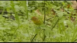 preview picture of video 'Palm Warbler Tail Pumping, Spring 2012, Cobbs Creek Park, Philadelphia'