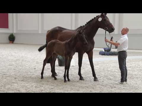 Oldenburger Stutfohlen vom Morricone