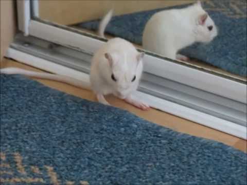 Tiuhti ja Viuhti - My Lovely Girls!