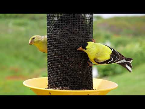 Garden Gate: Episode 125 - Late season American Goldfinches (Sept. 29, 2017)
