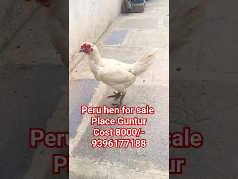 , title : '#rooster #fighting cocks#peru cocks#bimavaram breed#godavari #kB farm guntur@Adithya jupalli'