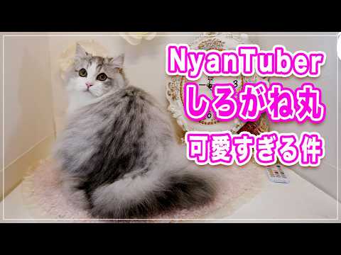 【しろがね丸ちゃん】ニャンチューバーが可愛すぎた！スコスコぽこ太郎&うま次郎〜猫ちゃんねる〜からしろがね丸ちゃんが来てくれました【コラボ】
