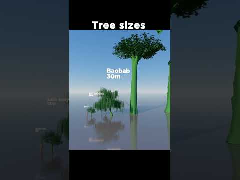 🌳The Tallest Tree in the World! 🤯😯