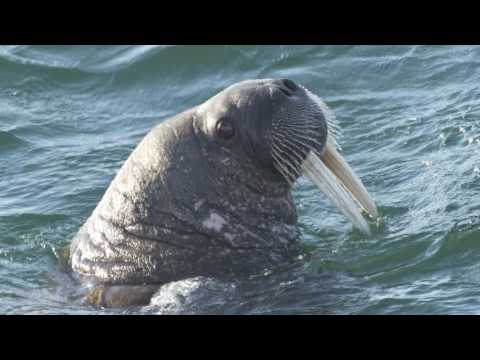 Морж | Odobenus rosmarus | Walrus