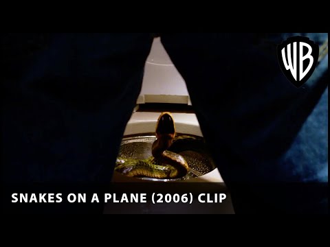 Thumbnail of the video: The High Mile Snake Club!