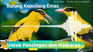 Download lagu Suara Burung Kepodang Gacor Untuk pancingan dan masteran | Kicau Burung Mp3 mp3