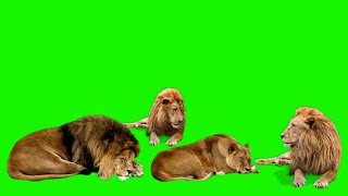 Download lagu Lion green screen // singa mp3