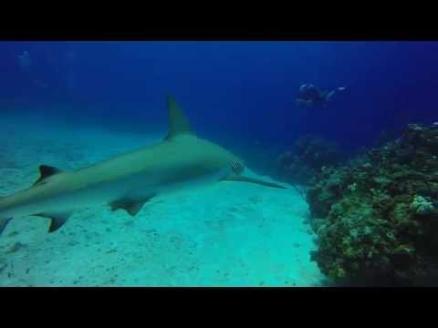 Shark Feed at Split Coral Head - Blackbeard's Cruise 9/16/2015