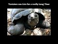 Tortoises Can Live For A Really Long Time Shorts Tortoises Amazing Facts
