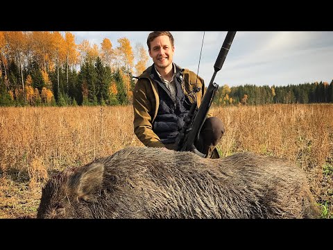 Stor galt skjuts på drevjakt / Driven hunt for wildboars