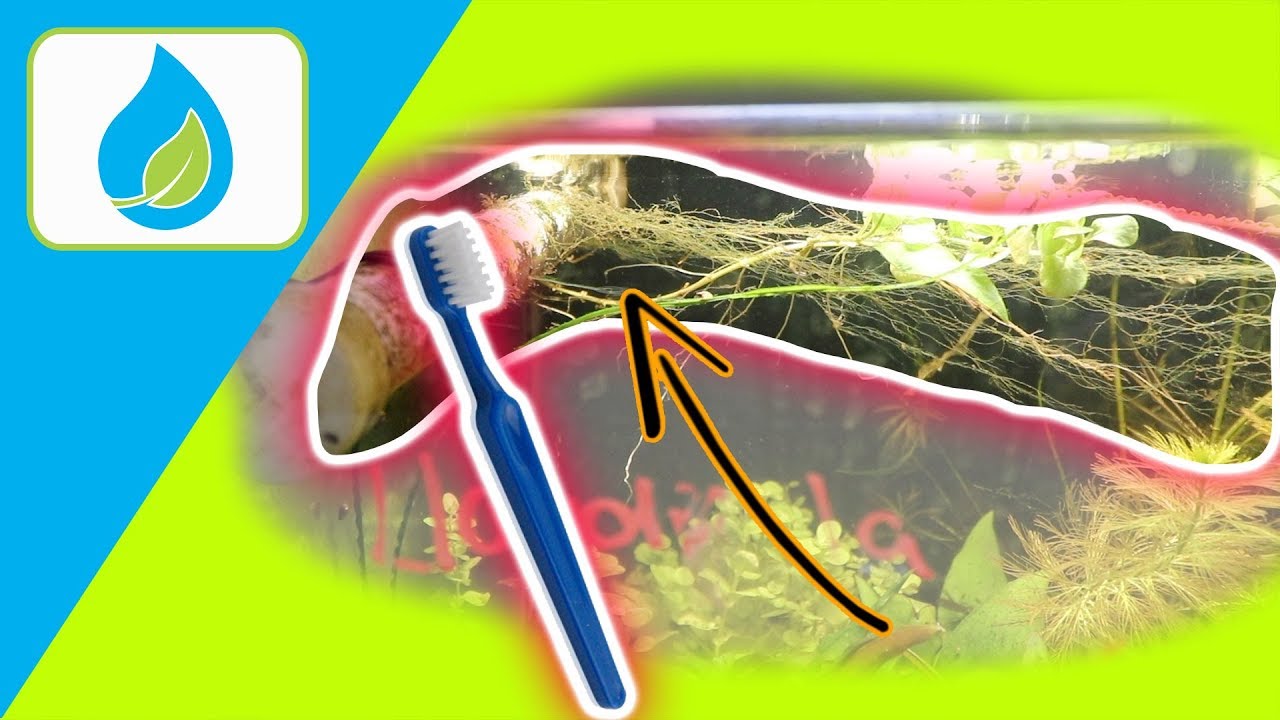 YouTube video preview