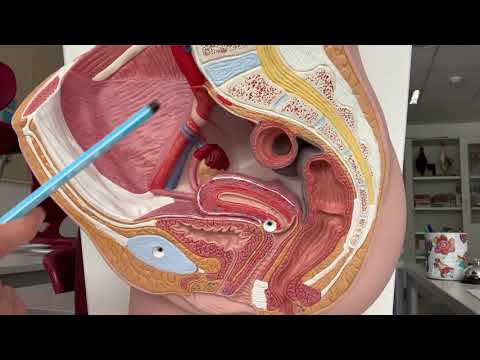 7 Kl  Weibliche Organe