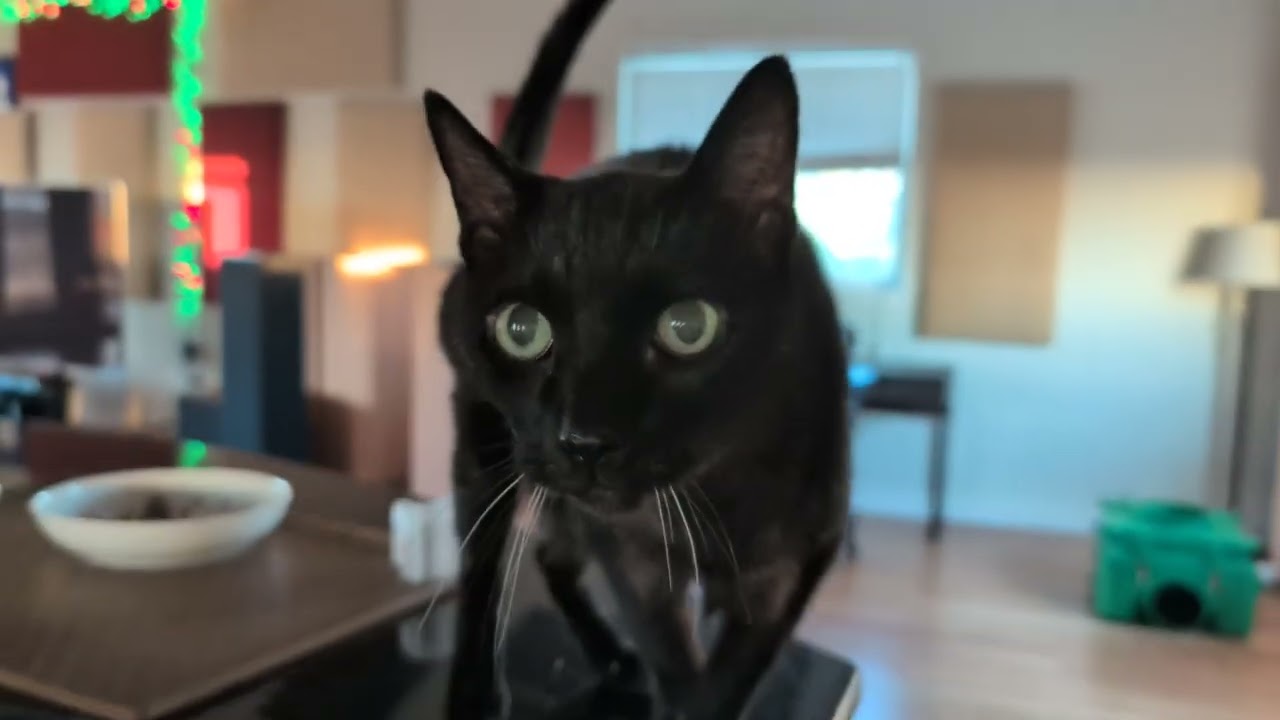 Clinton the cat: how his politics changed over time
