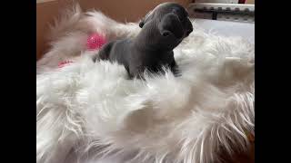 Affenpinscher Puppies Videos