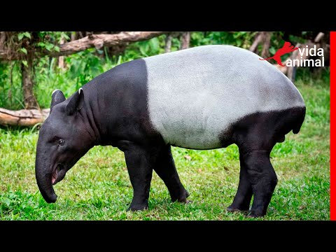 MALAYAN TAPIR, MEET THIS SPECIES OF TAPIR - ANIMAL LIFE