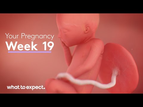 Mother-Baby developments this week (Week 19)