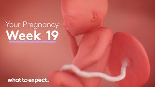 19 Weeks Pregnant - What to Expect