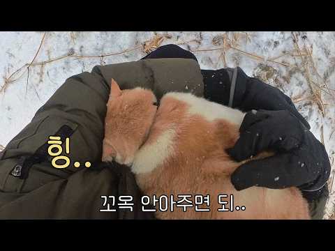 고양이는 마음에 드는 게 있으면 자기 루틴에 넣는다.