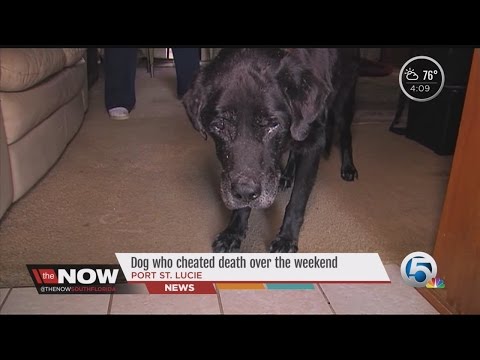 Dog cheats death