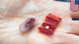Origami robot made of pig parts can remove batteries from the stomach and save lives - TomoNews