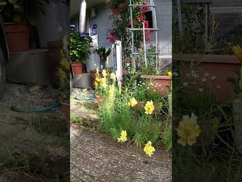 黄色の多年生の夏の花 黄色のエキナセア