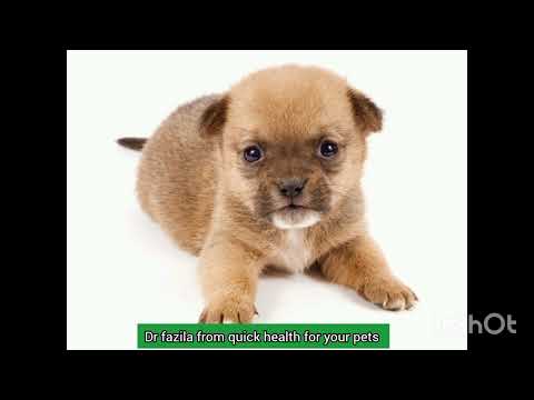 How to trained your dog nicely 💞🤗