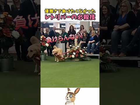 優雅さを超えるレトリバーの必殺技