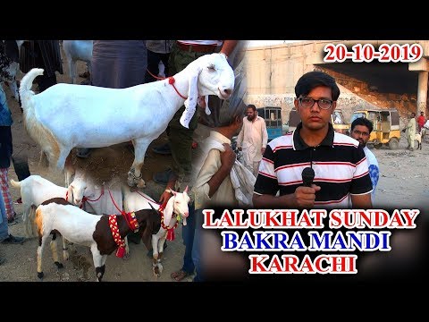 Lalukhet Sunday Bakra Mandi Karachi 20-10-19 Latest Updates (Jamshed Asmi Informative Channel) Video