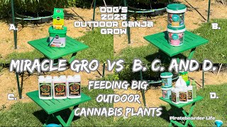 ODG’s 2023 OGG Feeding Big Outdoor Cannabis…Miracle Gro vs B C and D…Side by Side at the Love Shack