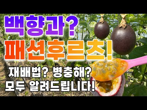 100가지 향과 맛이 나는 과일? 백향과? 패션후르츠! 모든 것을 알려드립니다! (특이한 수확법까지!!)