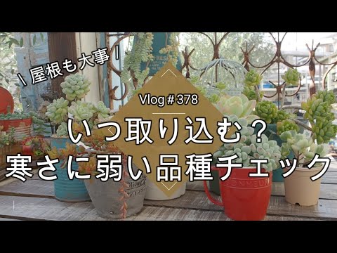 耐寒性屋外多肉植物 寒さに負けない5品種  庭園