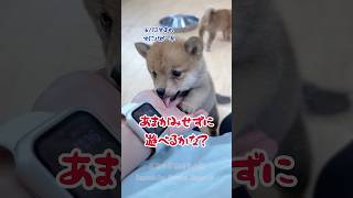【豆柴初心者向け】生後1ヶ月半甘噛みほぼなし、トイレも出来ます#豆柴 #mameshiba #柴犬 #shiba #犬道