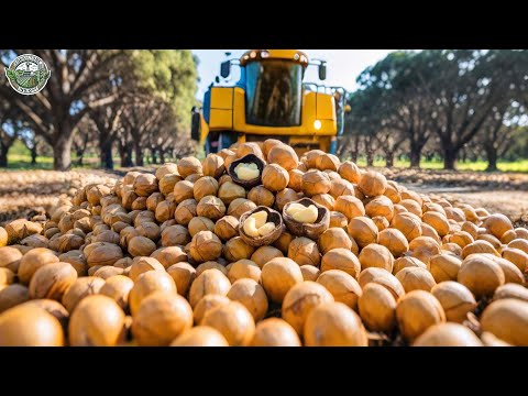 37 Million Pounds Of Macadamia Nuts Are Harvested In America This Way | Agriculture Technology