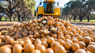 37 Million Pounds Of Macadamia Nuts Are Harvested In America This Way | Agriculture Technology