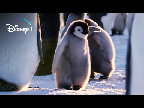 Cute Animals | Nat Geo | Disney+
