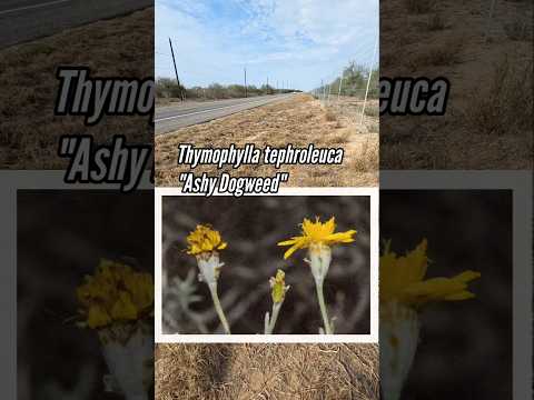 Grow Ashy Dogweed: Texas Native Horticulture Must-Have