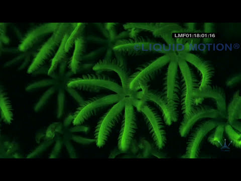 A little underwater fluorescence - footage copyright Liquid Motion Film 2004