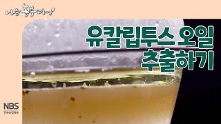 [나는농부다 250회] 유칼립투스 오일 추출하기