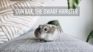 Why I Got A Hamster After College | Minimalism & Pets
