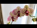 Орхидея Cleopatra/Подарок без причины :) 