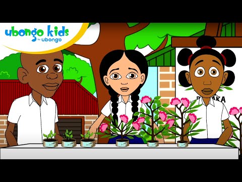 WEBISODE 72: Tabasamu na Kokotoa | Ubongo Kids Utu: Subira | Katuni za Kiswahili
