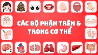 Body Parts for Kids 🧍‍♂️ | Body Parts in English 👶 | Oh Vui Kids