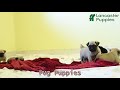 Pug dogs for sale: Theo - Video 1