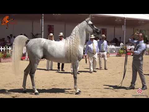 N 110 RAOUD ALBIDAYER   2020 Menton Mediterranean and Arab Countries Arabian Horse Championship   4