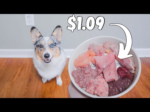 YouTube video about: How much does it cost to feed dog raw diet?
